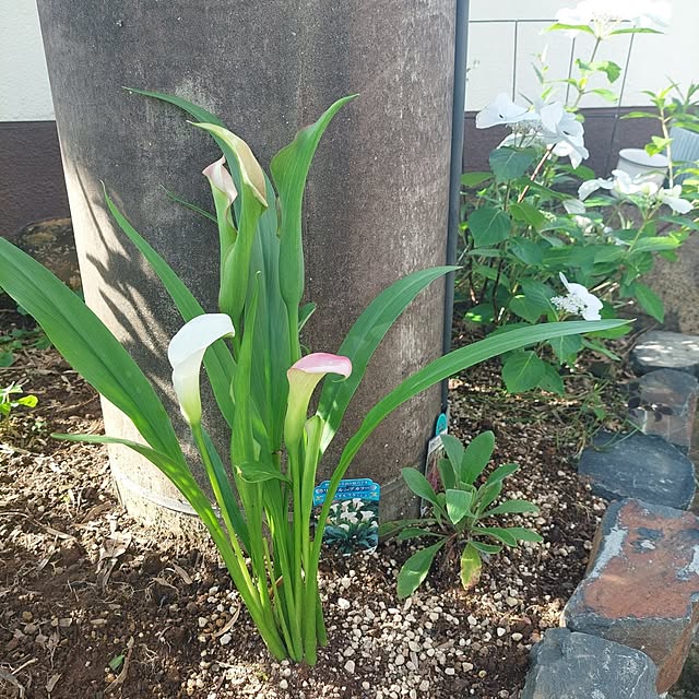 anmomaruさんの部屋