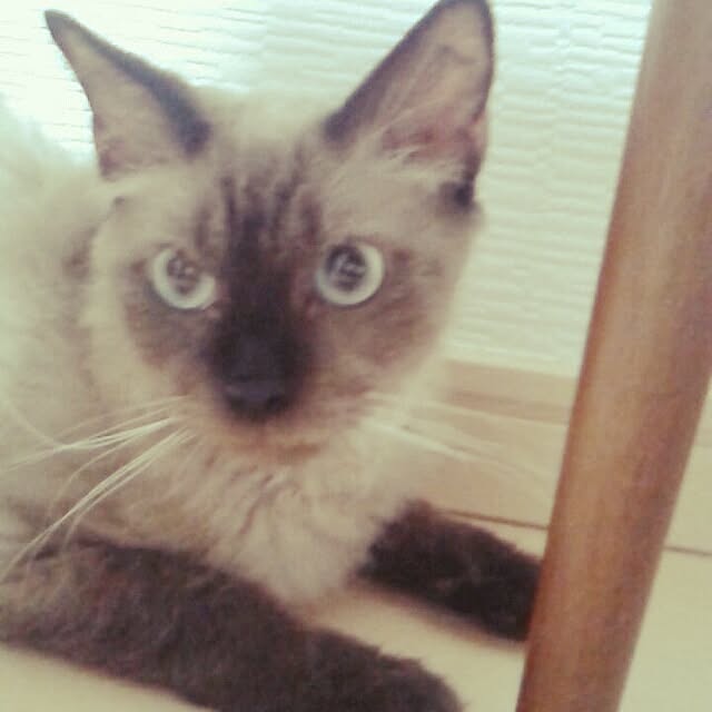 mochiさんの実例写真