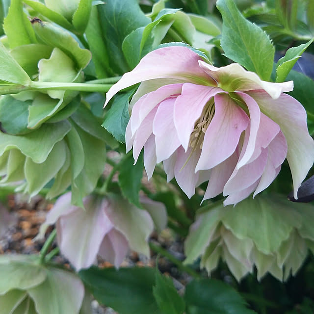 VIORAさんの実例写真