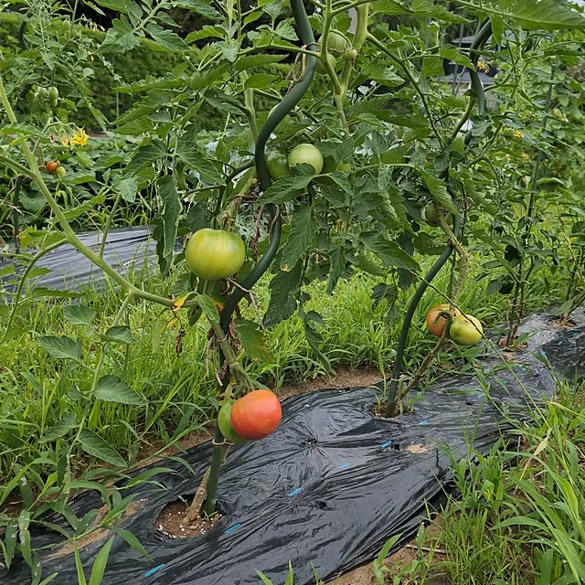 appleさんの実例写真