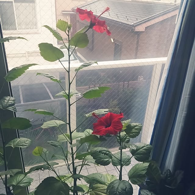 NAOKIさんの部屋