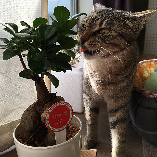 mikomaruさんの実例写真