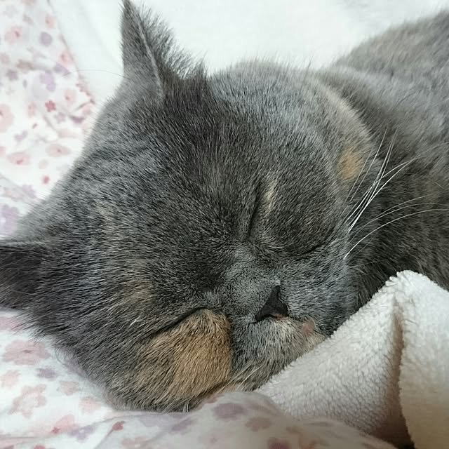 Kiyokoさんの実例写真
