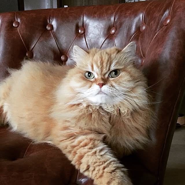 Mellonさんの実例写真