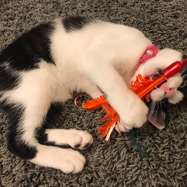 noraさんの実例写真