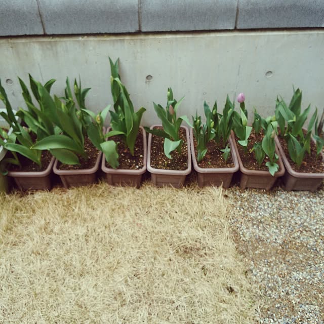 SSさんの実例写真