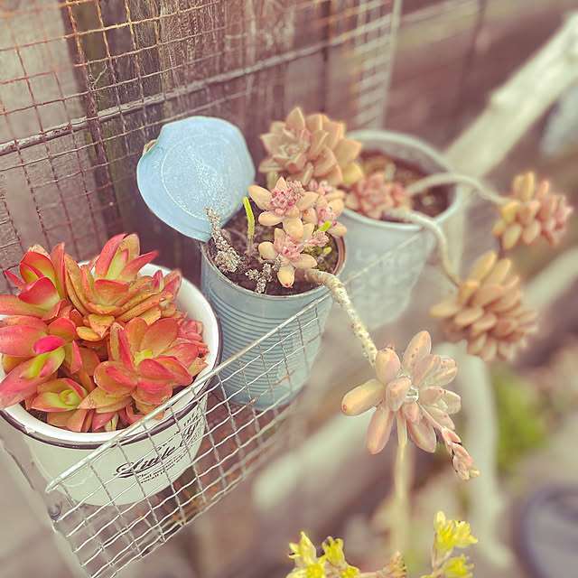 rinさんの実例写真