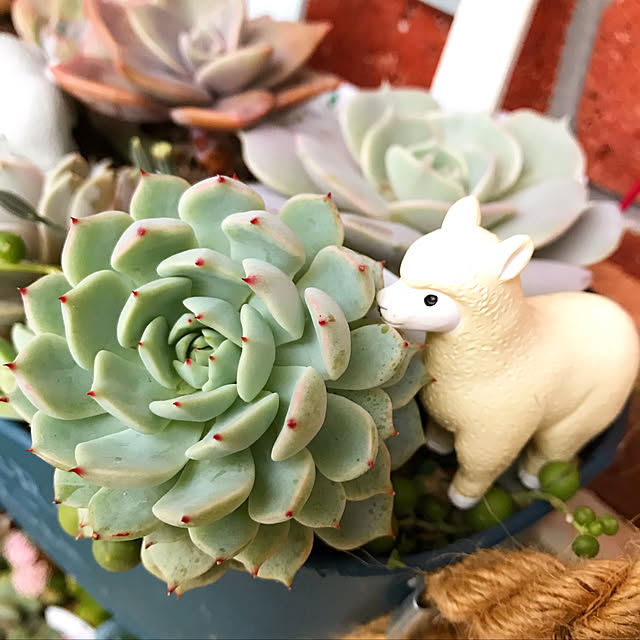 **yuu**さんの実例写真