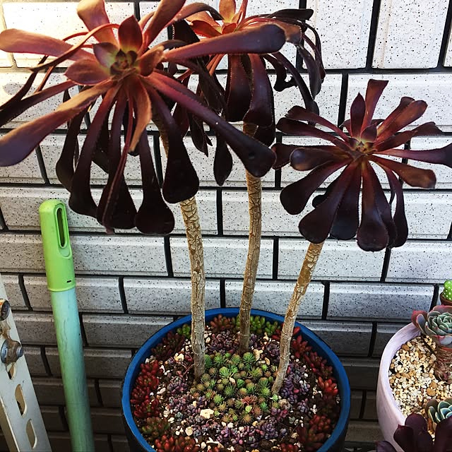 wui3458さんの実例写真
