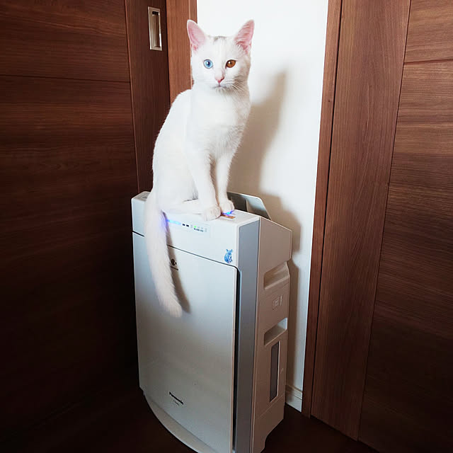 necoさんの実例写真