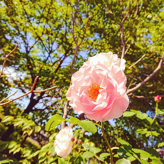 nakayou52さんの実例写真