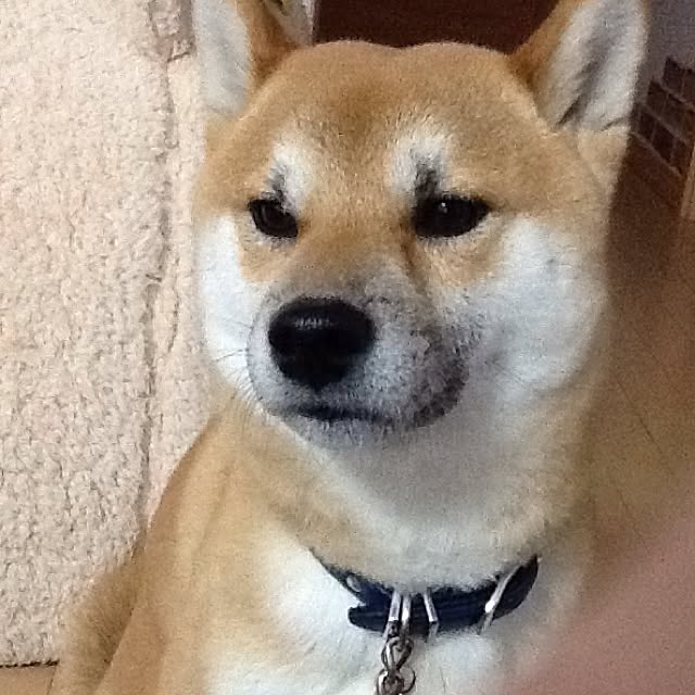 kotaさんの実例写真