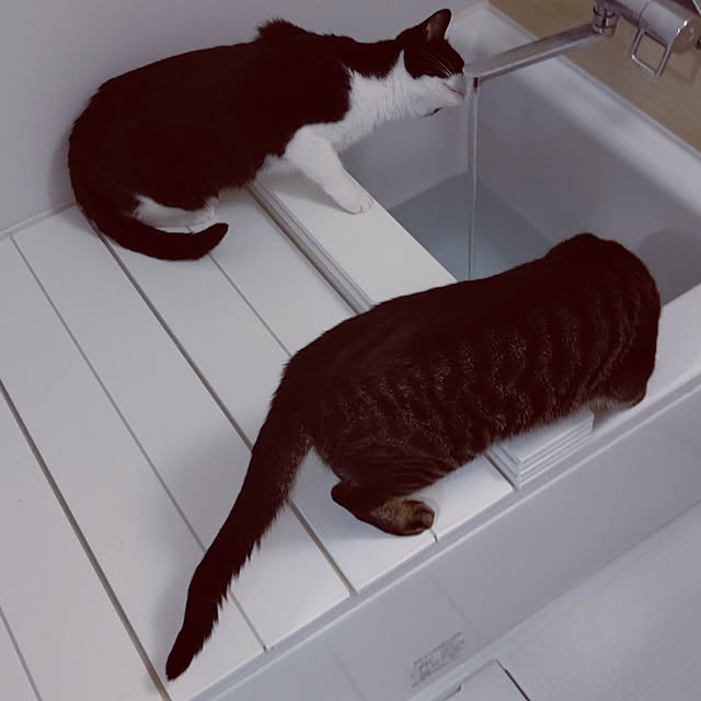 hihaさんの実例写真