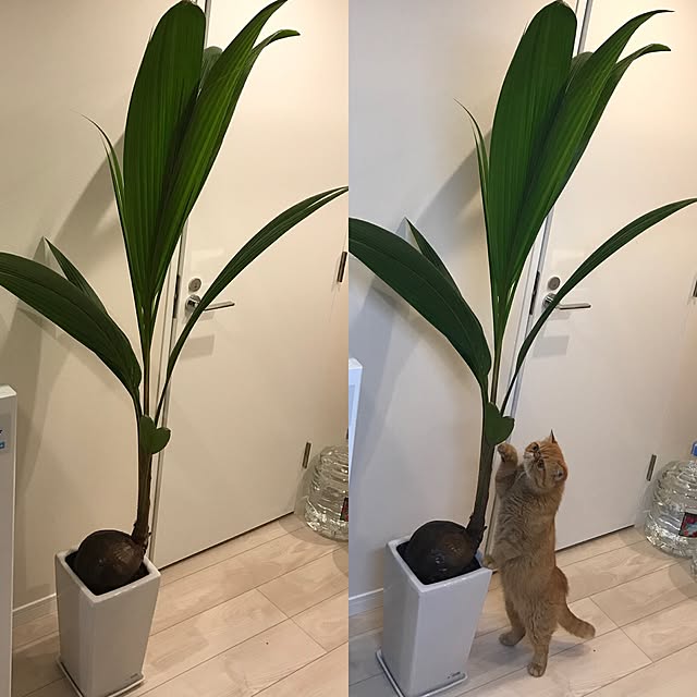 mamizoさんの実例写真