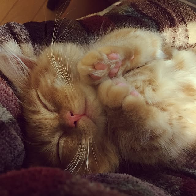 rintomoさんの実例写真