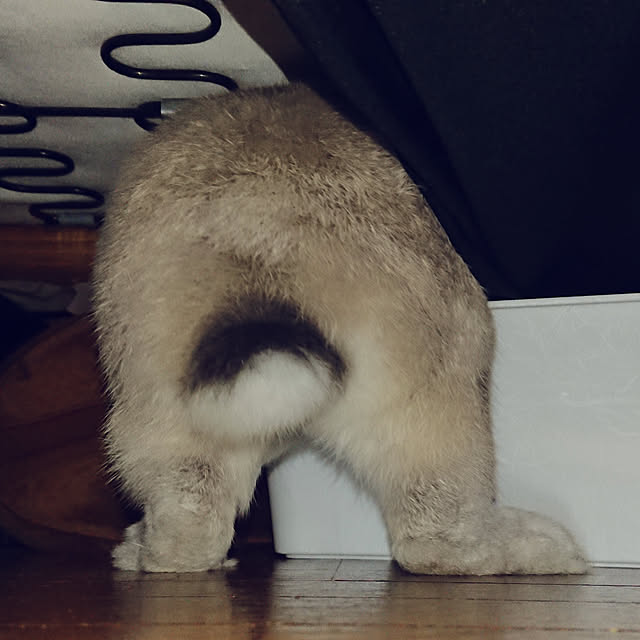 yokomokoさんの実例写真
