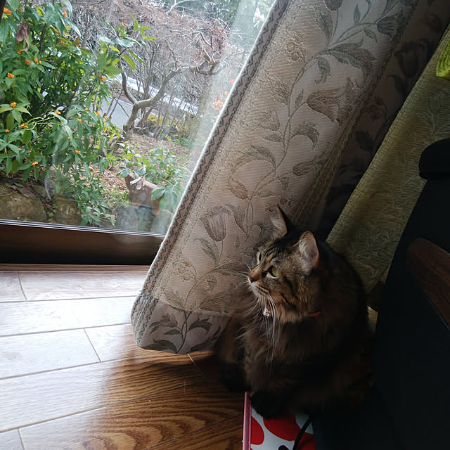 Brown.Lifeさんの実例写真