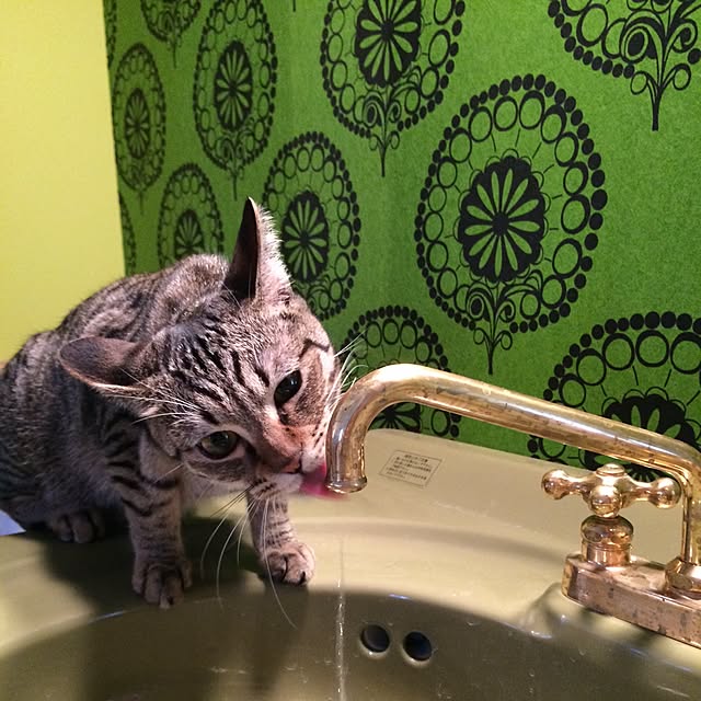 mayyamさんの実例写真