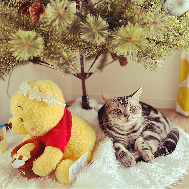 yuccoさんの実例写真