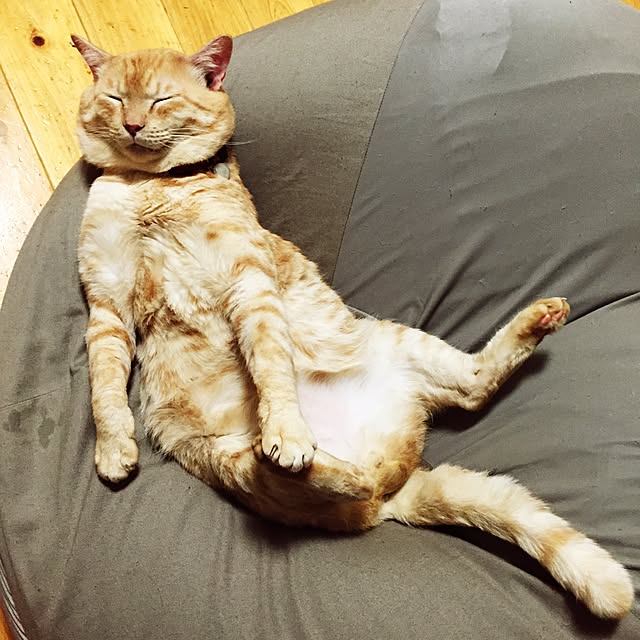 chiimalさんの実例写真