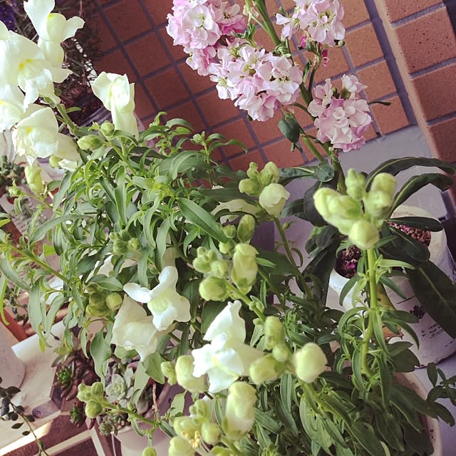 mariaさんの実例写真