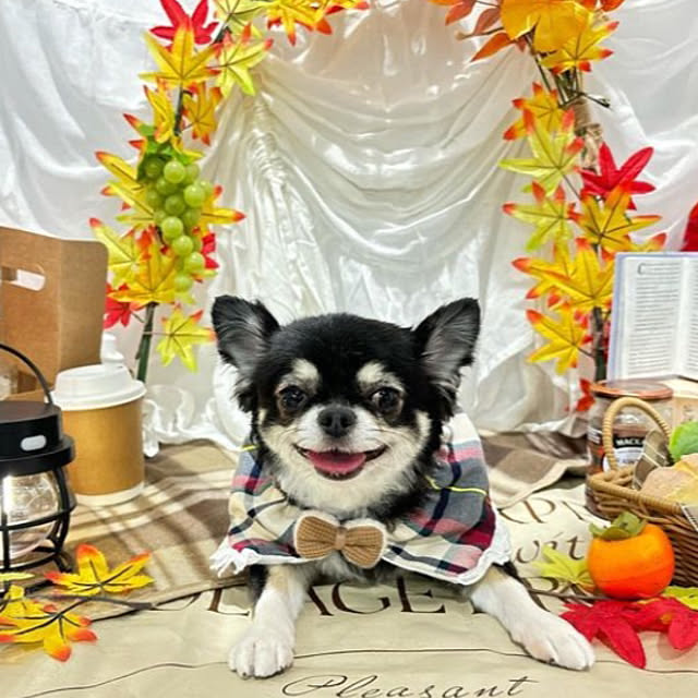 koroさんの実例写真