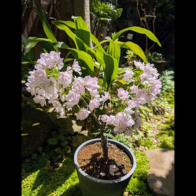 aromameさんの部屋