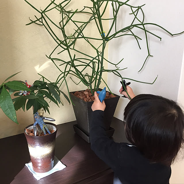 koroさんの実例写真