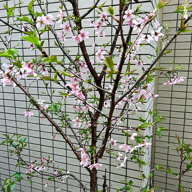happy-sachiさんの部屋