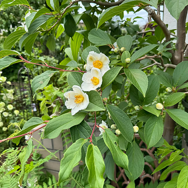 mamizaさんの部屋