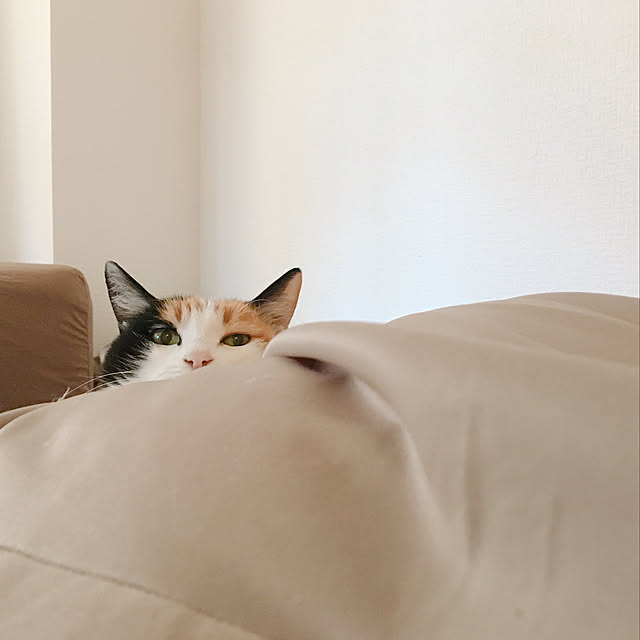warashibeさんの実例写真
