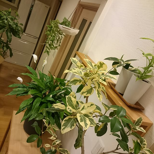 nao525さんの実例写真