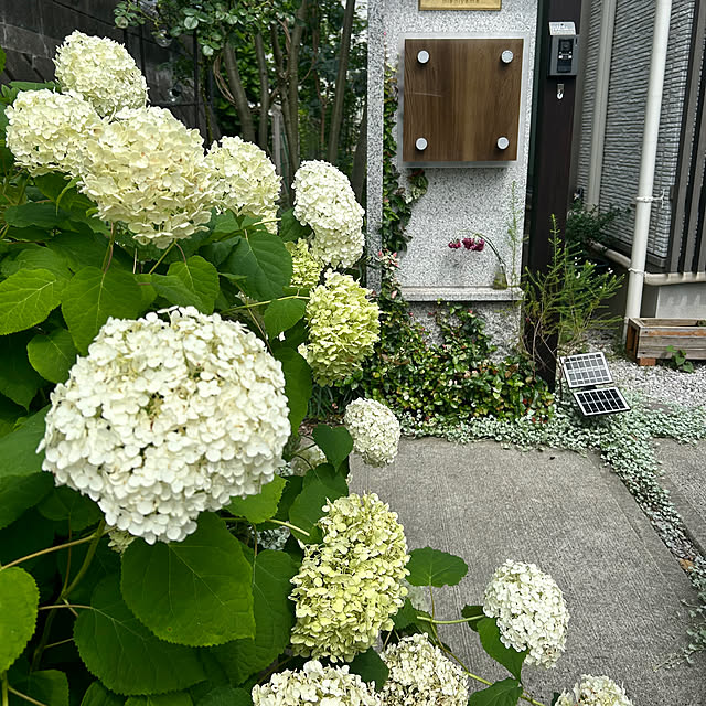 hatsugaさんの部屋