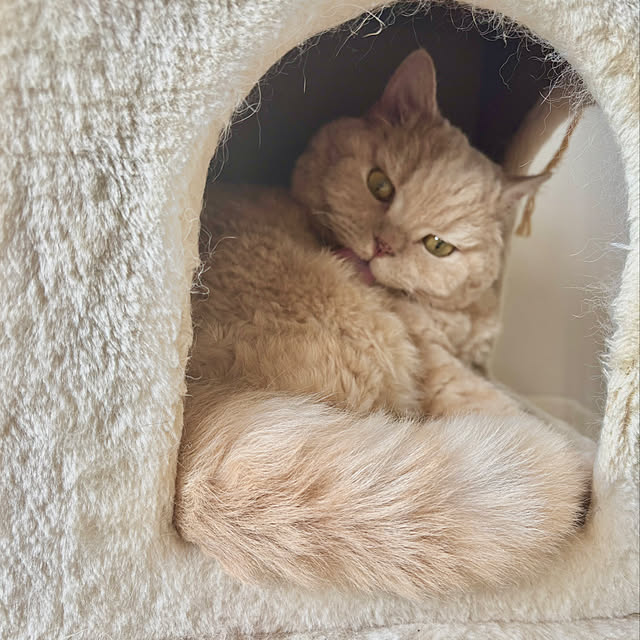 naokoさんの実例写真