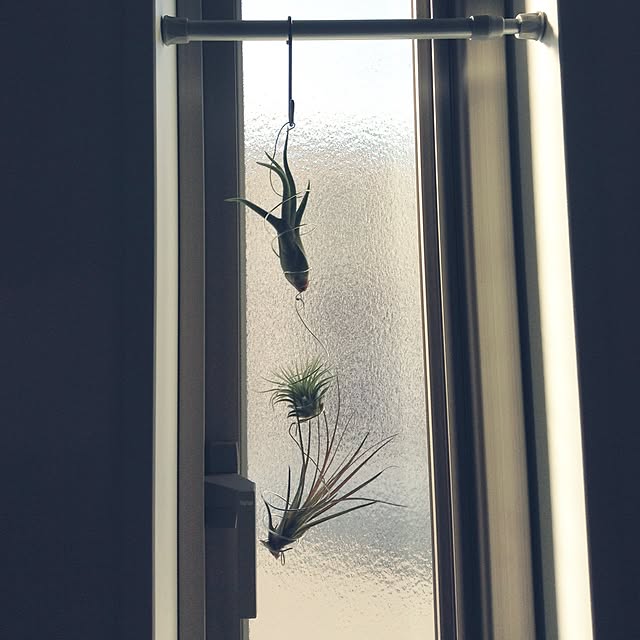 キッチン/植物/手作り/観葉植物のインテリア実例 - 2015-02-24 09:15:42