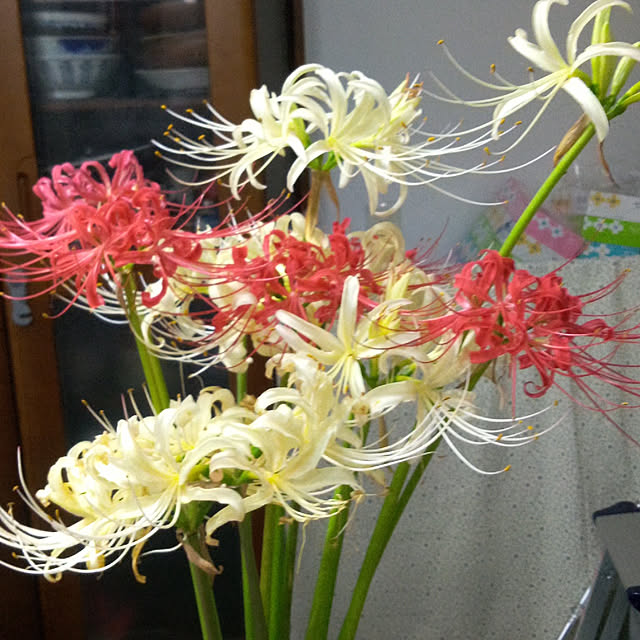 Yoshietanka3492さんの実例写真