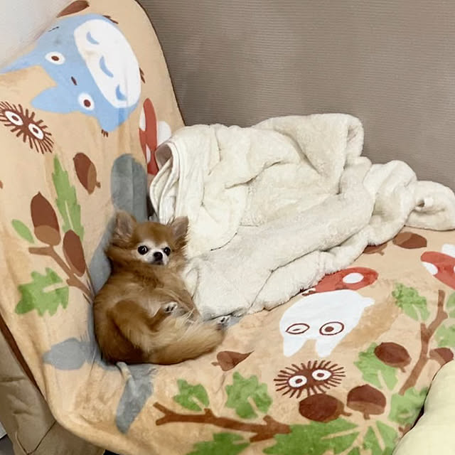 koroさんの実例写真