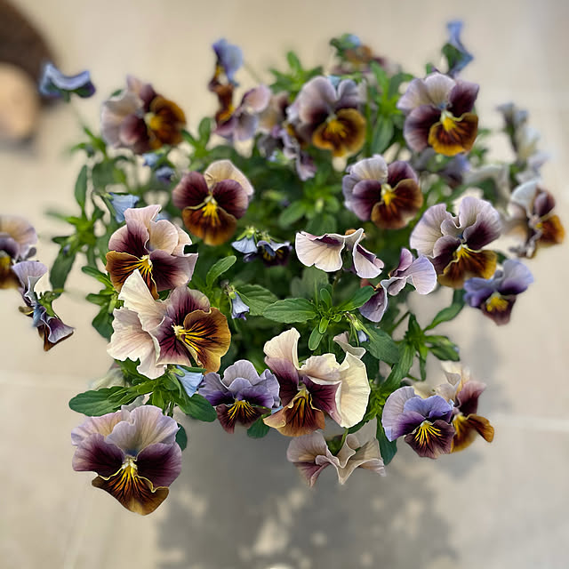 shihoさんの実例写真