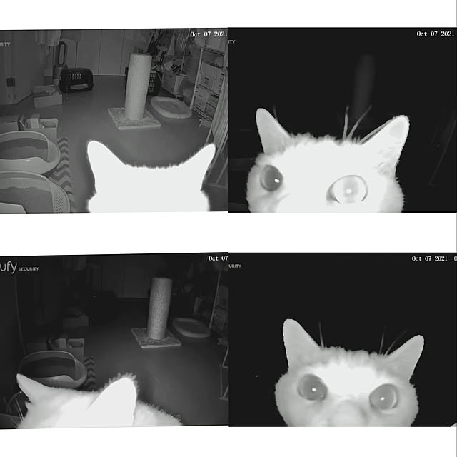 見守りカメラ/猫トイレ/猫の体調管理/猫と暮らす家/猫と暮らす...などのインテリア実例 - 2022-11-24 23:21:29