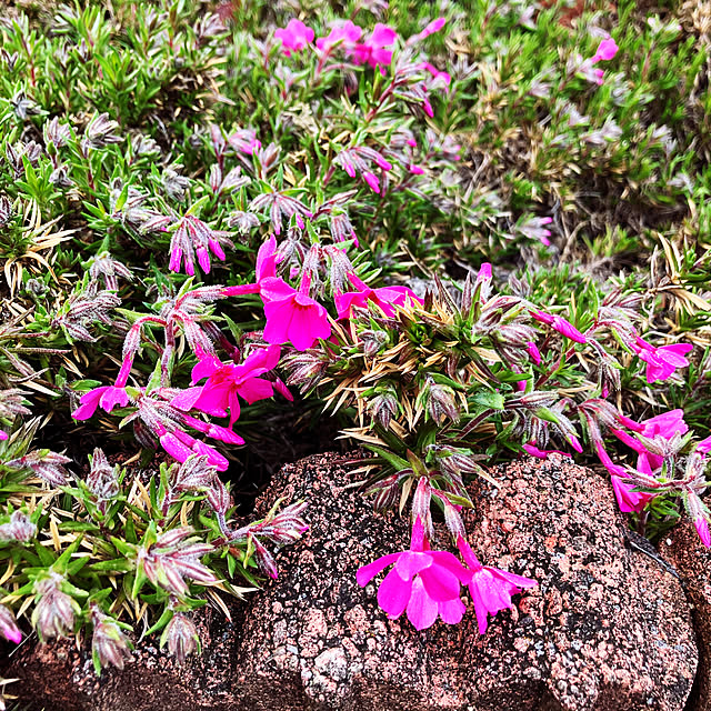 Rさんの実例写真