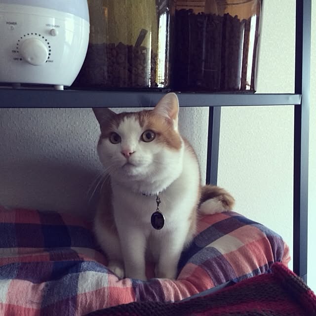 bobooooonさんの実例写真