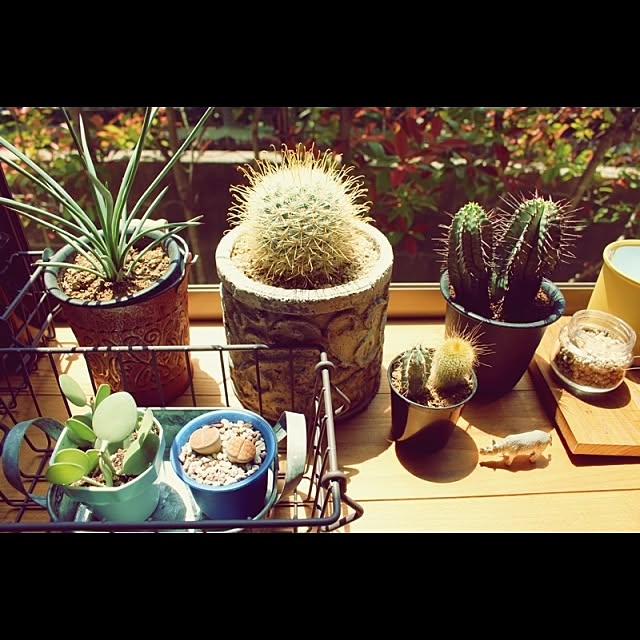 ebimusumeさんの実例写真