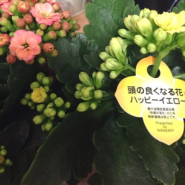 aKahiRoさんの実例写真