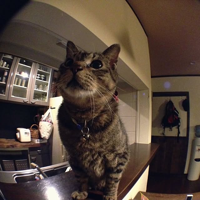jnkaiさんの実例写真