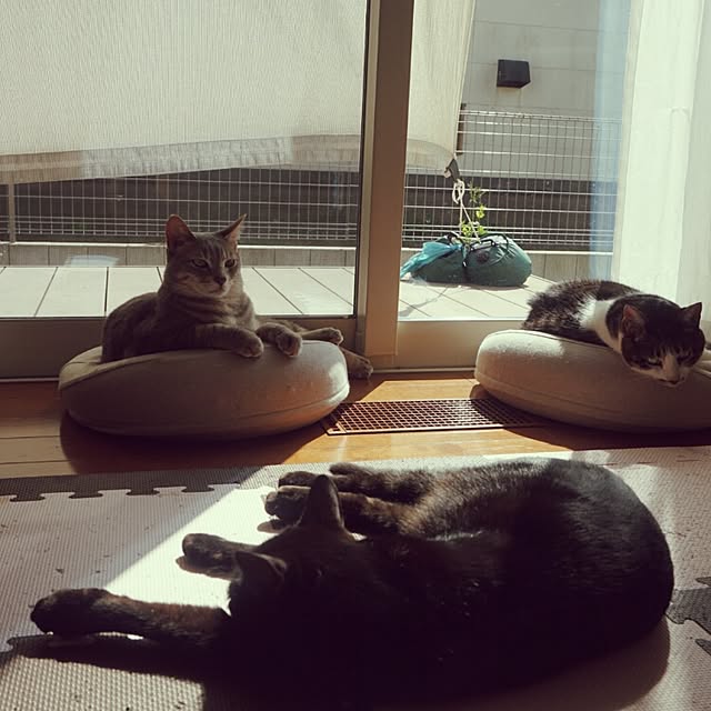 arutotoさんの実例写真