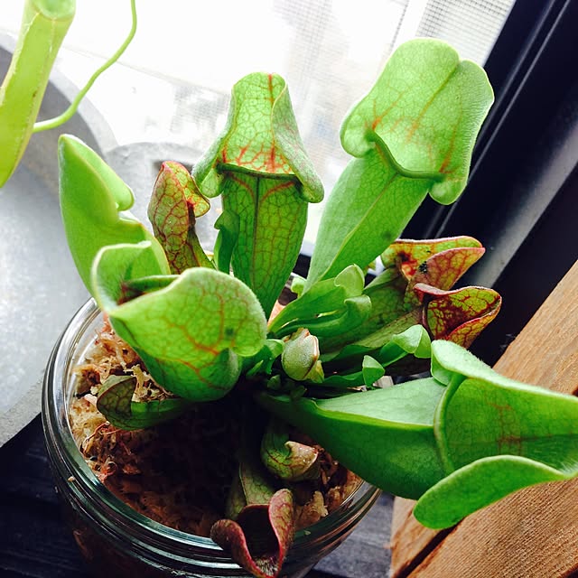 壁/天井/サラセニア/観葉植物/食虫植物のインテリア実例 - 2015-07-21 22:21:25