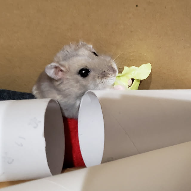 BAZさんの実例写真