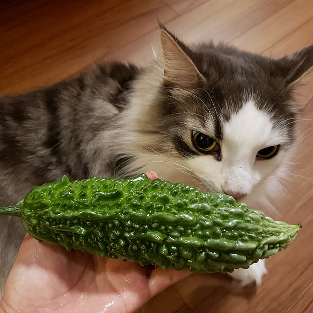 mofさんの実例写真