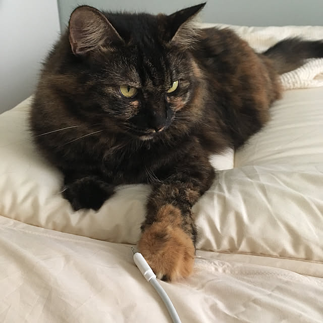 mikomaruさんの実例写真