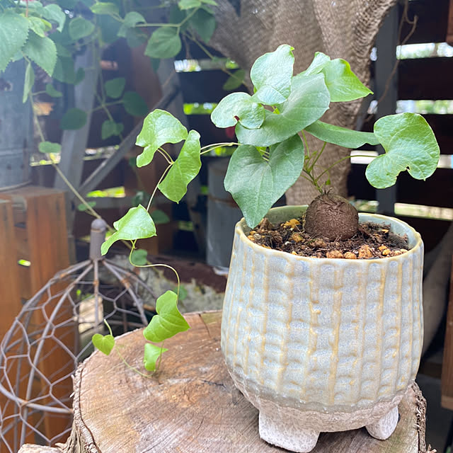 mintteaさんの部屋